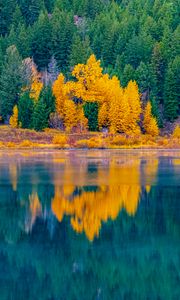 Preview wallpaper forest, trees, lake, water, reflection, landscape