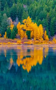 Preview wallpaper forest, trees, lake, water, reflection, landscape