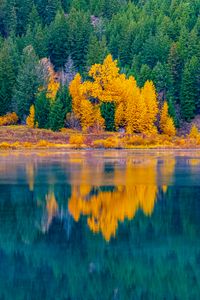 Preview wallpaper forest, trees, lake, water, reflection, landscape