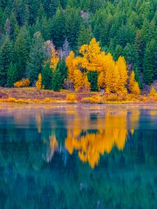 Preview wallpaper forest, trees, lake, water, reflection, landscape
