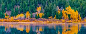 Preview wallpaper forest, trees, lake, water, reflection, landscape