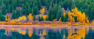 Preview wallpaper forest, trees, lake, water, reflection, landscape