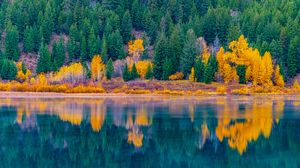 Preview wallpaper forest, trees, lake, water, reflection, landscape