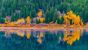 Preview wallpaper forest, trees, lake, water, reflection, landscape