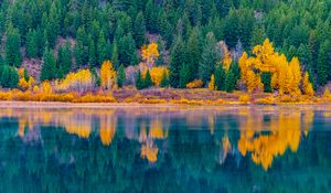 Preview wallpaper forest, trees, lake, water, reflection, landscape