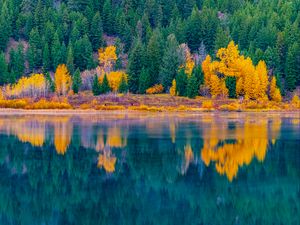 Preview wallpaper forest, trees, lake, water, reflection, landscape