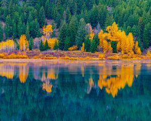 Preview wallpaper forest, trees, lake, water, reflection, landscape