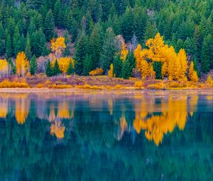 Preview wallpaper forest, trees, lake, water, reflection, landscape