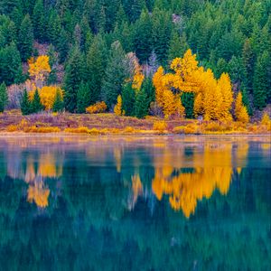 Preview wallpaper forest, trees, lake, water, reflection, landscape