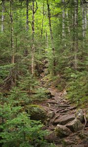 Preview wallpaper forest, trees, landscape, stones, roots