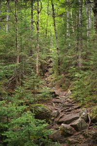 Preview wallpaper forest, trees, landscape, stones, roots