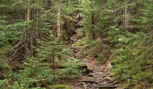 Preview wallpaper forest, trees, landscape, stones, roots