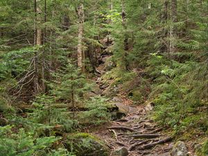 Preview wallpaper forest, trees, landscape, stones, roots