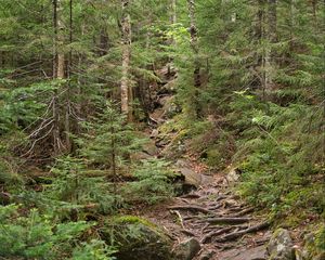 Preview wallpaper forest, trees, landscape, stones, roots