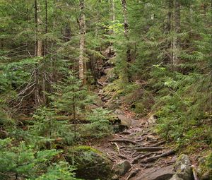 Preview wallpaper forest, trees, landscape, stones, roots