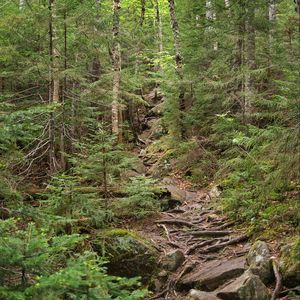 Preview wallpaper forest, trees, landscape, stones, roots