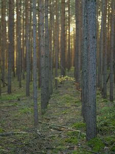 Preview wallpaper forest, trees, landscape, nature, trunks