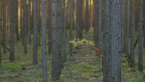 Preview wallpaper forest, trees, landscape, nature, trunks