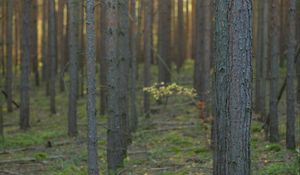 Preview wallpaper forest, trees, landscape, nature, trunks