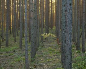 Preview wallpaper forest, trees, landscape, nature, trunks