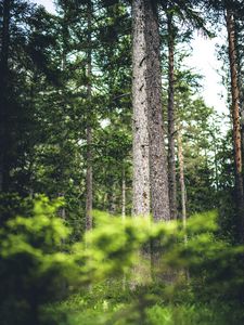 Preview wallpaper forest, trees, landscape, blur, nature