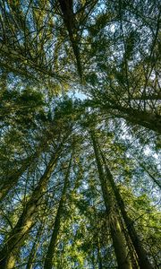 Preview wallpaper forest, trees, landscape, nature, bottom view