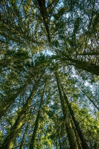 Preview wallpaper forest, trees, landscape, nature, bottom view