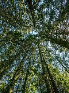 Preview wallpaper forest, trees, landscape, nature, bottom view