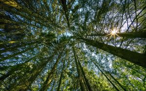 Preview wallpaper forest, trees, landscape, nature, bottom view