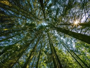 Preview wallpaper forest, trees, landscape, nature, bottom view