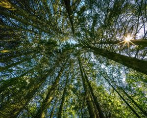Preview wallpaper forest, trees, landscape, nature, bottom view