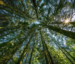 Preview wallpaper forest, trees, landscape, nature, bottom view