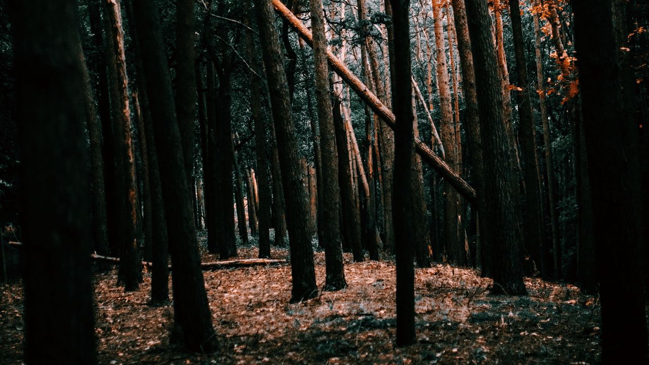 Wallpaper forest, trees, landscape, nature