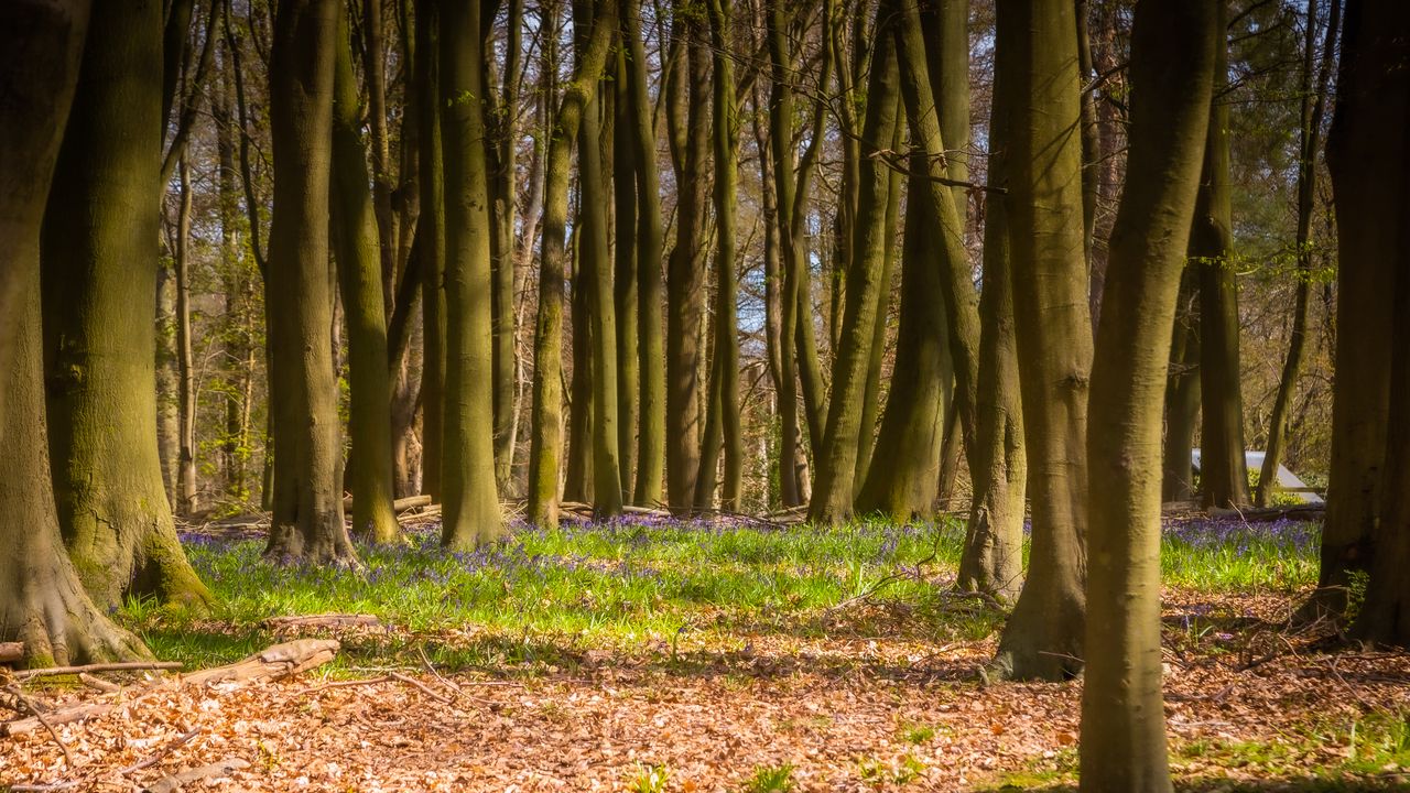 Wallpaper forest, trees, landscape, nature, light