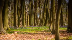 Preview wallpaper forest, trees, landscape, nature, light
