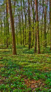 Preview wallpaper forest, trees, landscape