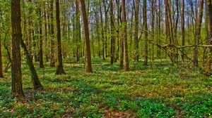 Preview wallpaper forest, trees, landscape