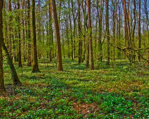 Preview wallpaper forest, trees, landscape