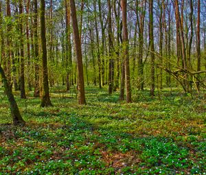 Preview wallpaper forest, trees, landscape