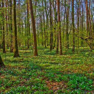 Preview wallpaper forest, trees, landscape