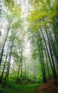 Preview wallpaper forest, trees, leaves, landscape, nature, fog