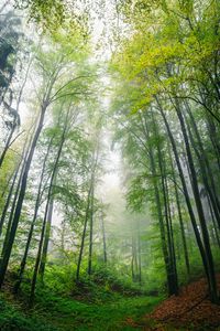 Preview wallpaper forest, trees, leaves, landscape, nature, fog