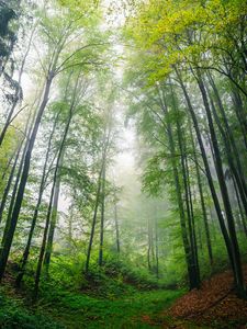 Preview wallpaper forest, trees, leaves, landscape, nature, fog