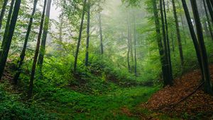 Preview wallpaper forest, trees, leaves, landscape, nature, fog