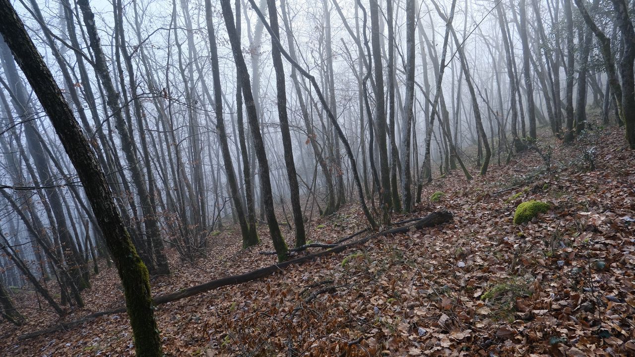 Wallpaper forest, trees, leaves, fog, nature