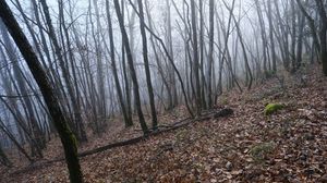 Preview wallpaper forest, trees, leaves, fog, nature