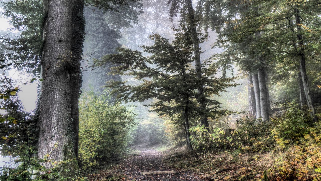 Wallpaper forest, trees, leaves, fog, nature, landscape