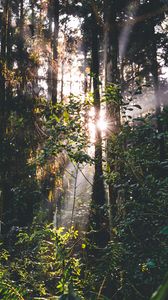 Preview wallpaper forest, trees, leaves, sun, rays, nature