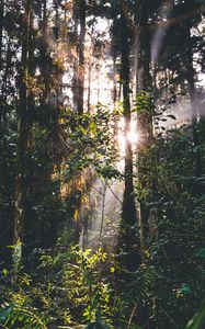 Preview wallpaper forest, trees, leaves, sun, rays, nature