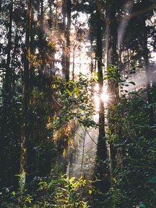 Preview wallpaper forest, trees, leaves, sun, rays, nature